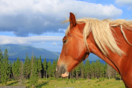 一匹马对天空的头