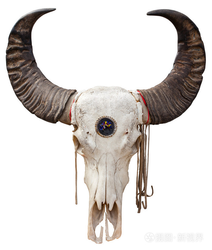 水牛头骨