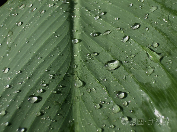 叶子上的雨滴