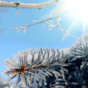 在冬季森林雪树