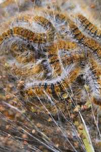 processionary (thaumetopoea pityocampa) 松毛虫照片