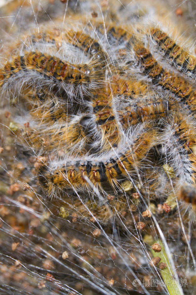 processionarythaumetopoeapityocampa松毛虫