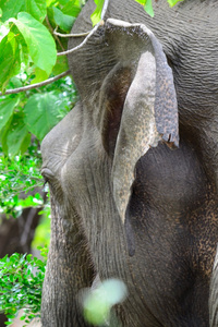 野生亚洲象