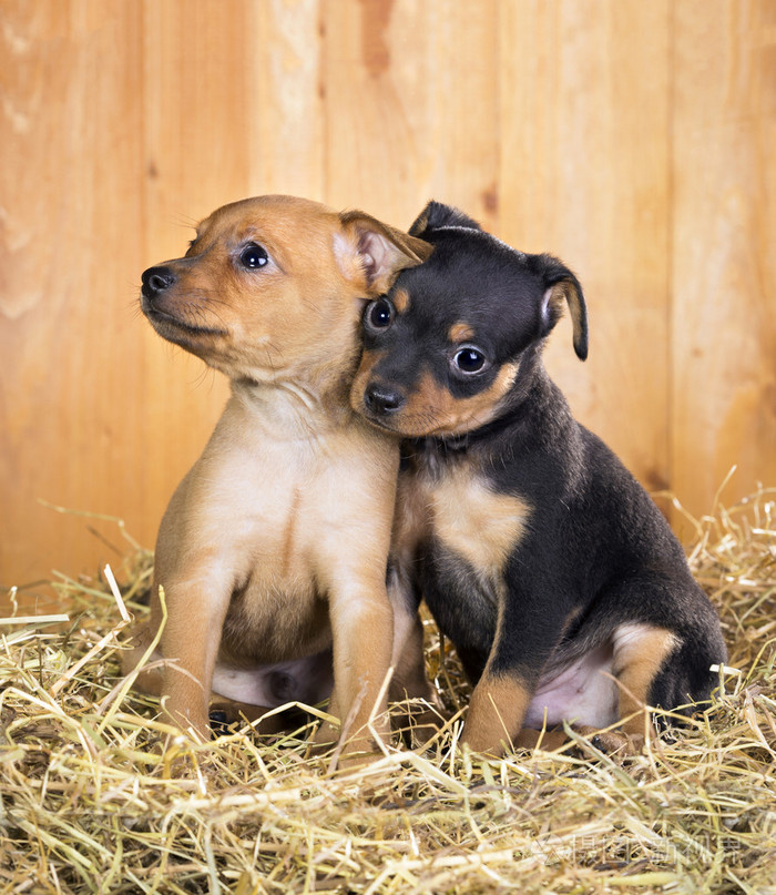 两个俄罗斯玩具犬小狗