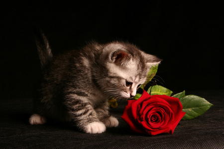小猫与红玫瑰