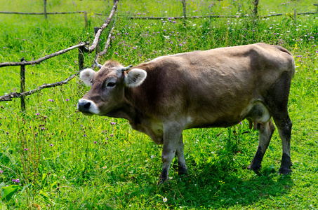 可爱绿绿的草地上放牧的牛
