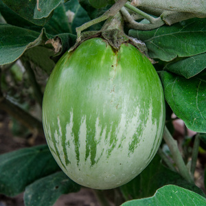 新鲜茄子