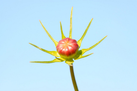 在花园里的花