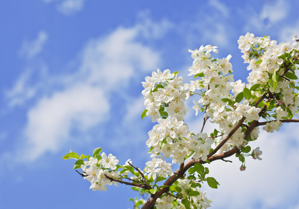 苹果树花