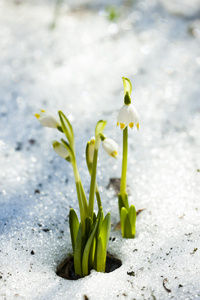 春天雪花在雪中