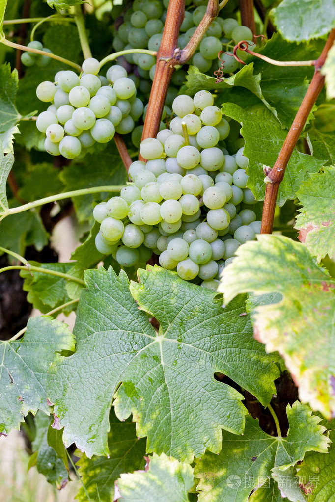 法国阿基坦大区,索泰尔讷地区的白葡萄品种