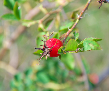 成熟的莓果野玫瑰的一个分支