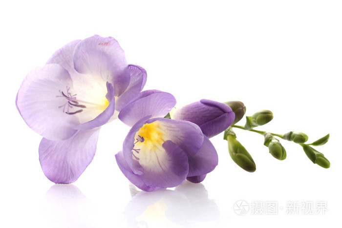 紫色小苍兰花白色上孤立