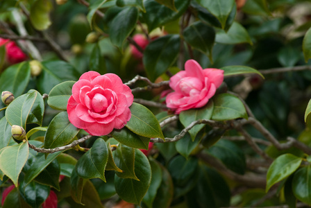 山茶花