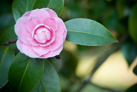 山茶花图片