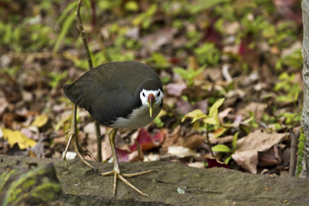 白胸沃特亨，amaurornis phoenicurus