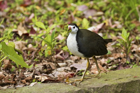 白胸沃特亨，amaurornis phoenicurus