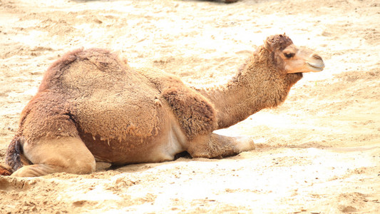 骆驼在沙漠动物