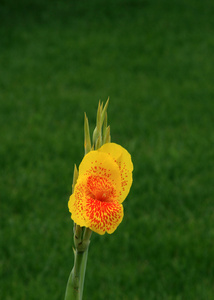 黄色的花朵