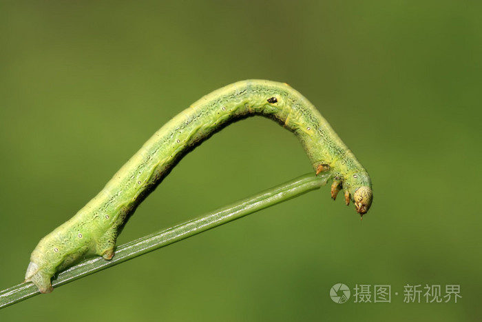 尺蠖一种的昆虫