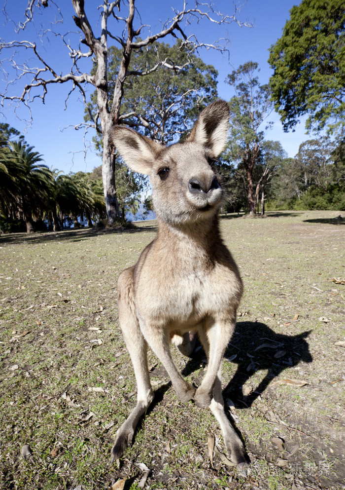 澳大利亚袋鼠广角照片-正版商用图片1bbsix-摄图新视界