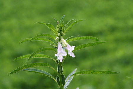 芝麻花