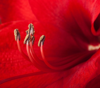 红色花朵，gerber 的花束