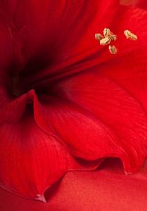 红色花朵，gerber 的花束