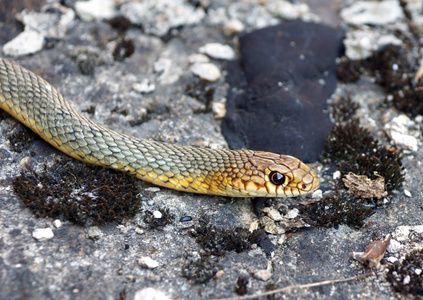 欧洲加法器图片