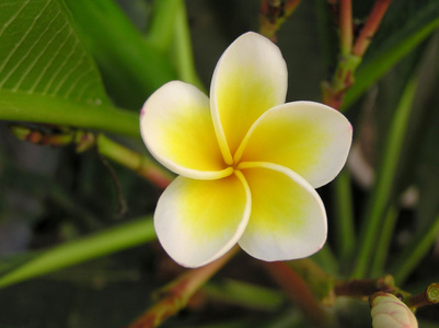 鸡蛋蛋黄花图片