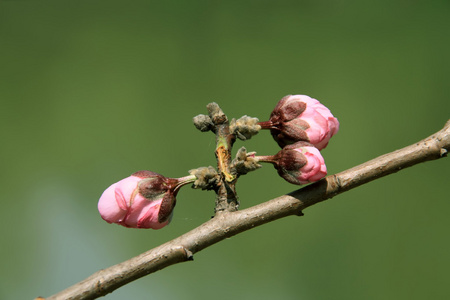 人面桃花