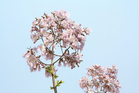 泡桐花图片