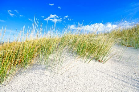 在白沙丘海滩和蓝天上草