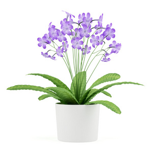 紫色 streptocarpus 花卉在孤立在白色背景上的锅