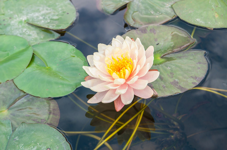 粉红色莲花盛开或水中百合鲜花盛开