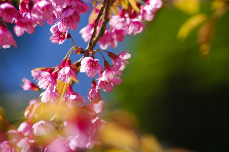 美丽的粉红色的樱桃花