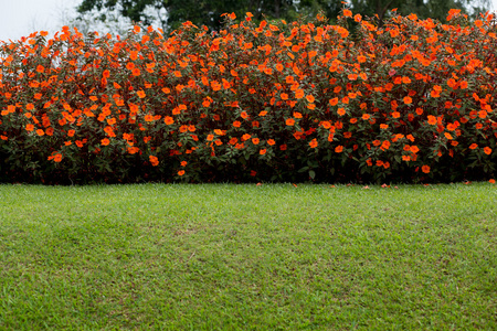 橙色的花和绿色的田野