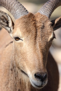 巴巴羊 aoudad