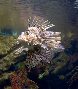 在水族馆热带鱼