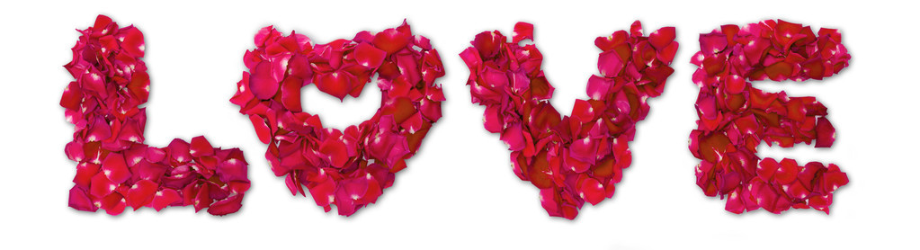 爱由孤立白底红玫瑰花瓣制成的一词
