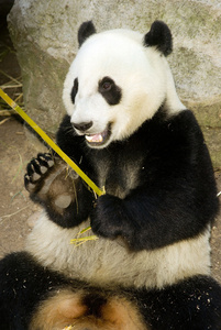大熊猫吃竹笋动物背景的正常饮食