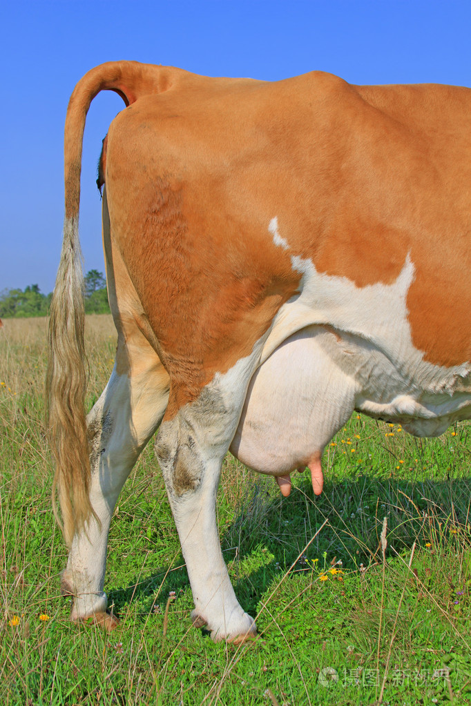青年母牛udder