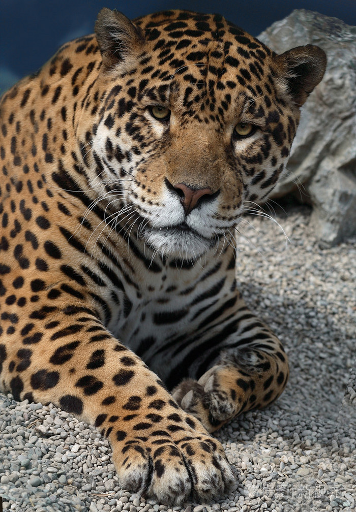北美豹猫图片
