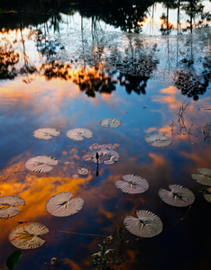 反映上一个池塘与郁金香叶子的日落颜色作为前景色。婆罗洲，沙巴，马来西亚