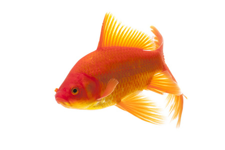 红金鱼图片