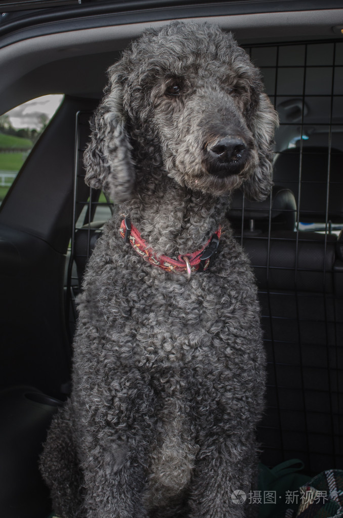 标准贵宾犬看车