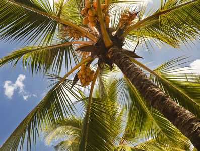 椰子树度假村