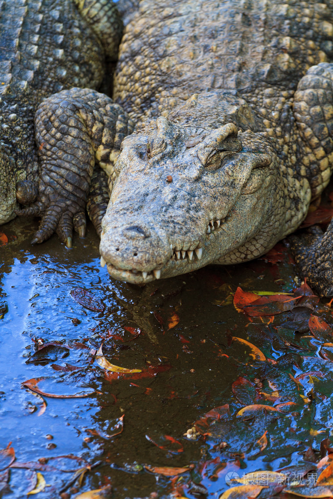 在水中的鳄鱼