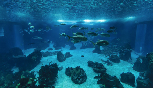 葡萄牙，里斯本，里斯本水族馆 海洋里约德葡京 热带鱼