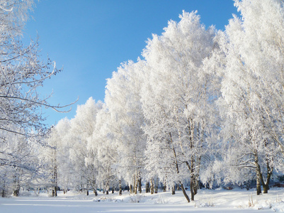 冬季风景与冷冻树